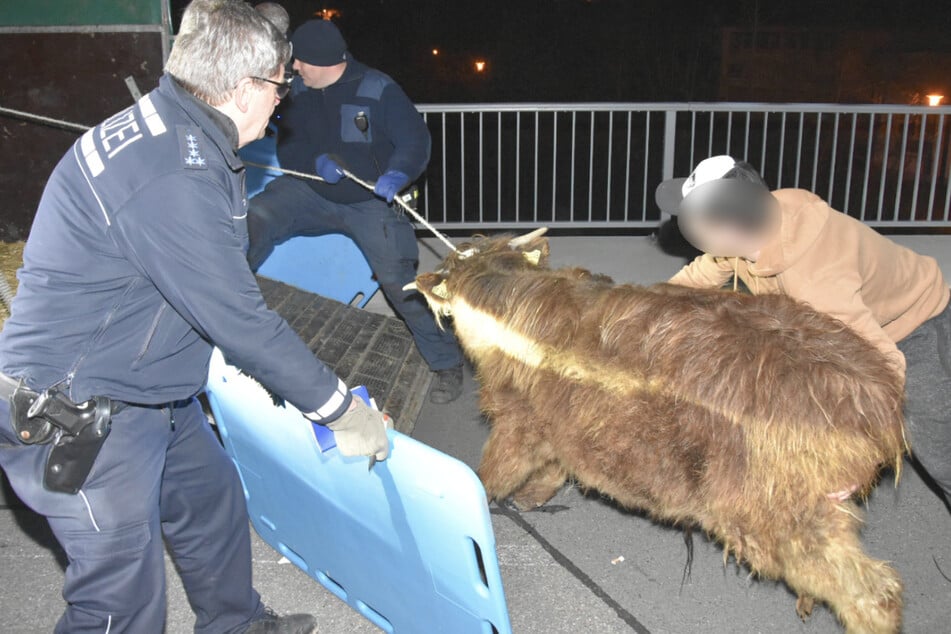 Die Polizei fing die zwei Rinder in der Nacht wieder ein.