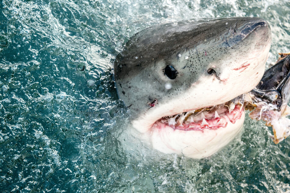 Great white sharks take over Cape Cod as study finds concentration in the world!