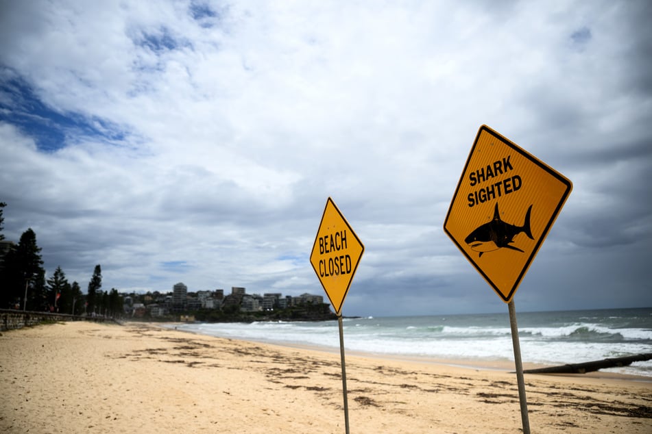 Der Professor an der Universität von Sydney fordert von den Behörden mehr Schilder, die auf die Gefahr durch Haie hinweisen.