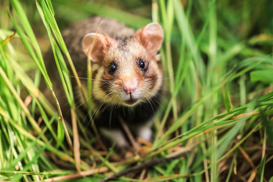 Für die vom Aussterben bedrohten Tiere wurde kürzlich ein rund 30 Hektar großes Feld in Nordsachsen feldhamsterfreundlich angelegt.