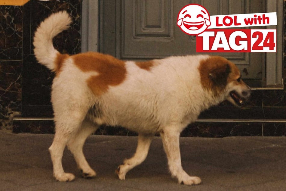 Joke of the Day for September 4, 2025: A pawesome dog funny