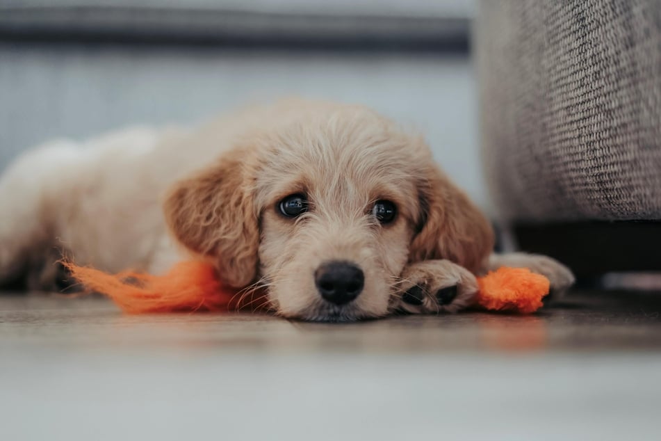 Bei diesem süßen Labradoodle-Welpen kann man schon erkennen, dass er typisches, welliges Pudelfell bekommt, obwohl er auf den ersten Blick wie ein typischer Labrador aussieht.