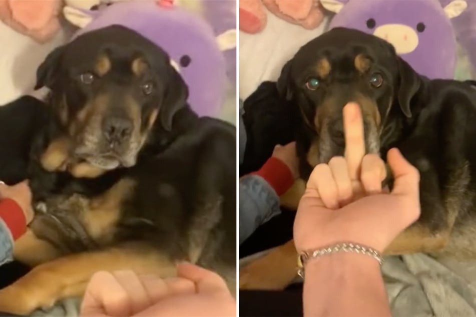 Dog's barking mad reaction to an insult terrifies TikTok users