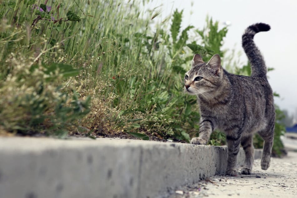 Bei der Katze wurden Schussverletzungen festgestellt. (Symbolfoto)