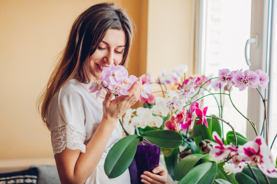Wer sich gut um seine Orchideen kümmert, der regt sie zur Blütenbildung an.