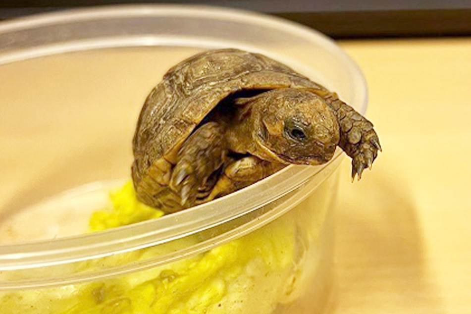 Diese kleine Schildkröte wurde zurückgelassen, weil wohl keine Einfuhr-Papiere vorlagen.
