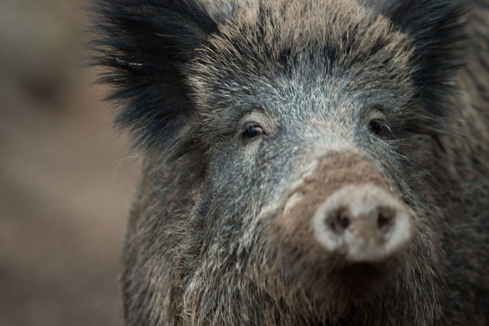 Im Bundesland Hessen wurden weitere mit der Afrikanischen Schweinepest infizierte Wildschweine gefunden.
