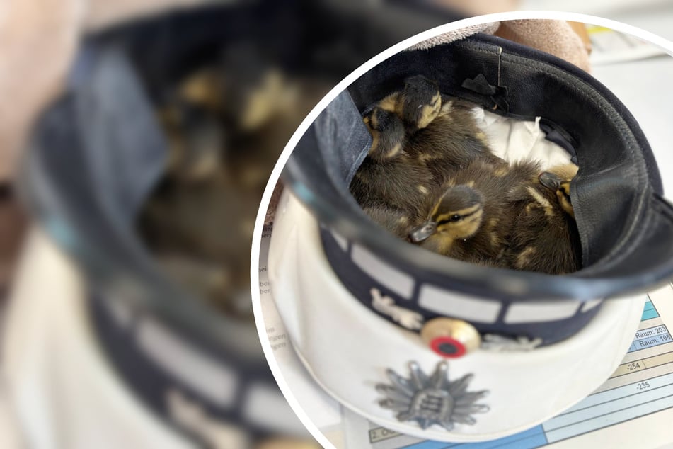 Tierische Rettungsaktion auf der A5: Polizei stoppt Verkehr