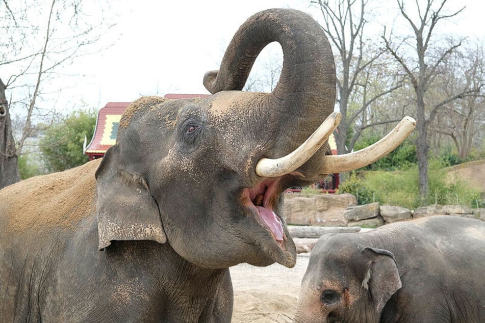 Ein Elefant soll im Zoo Leipzig misshandelt worden sein. Der Zoo bestreitet dies. (Archivbild eines Leipziger Elefanten)