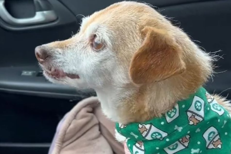 Senior dog Naomi was nearly put down by her owners before some vets stepped her to give her another shot at life.