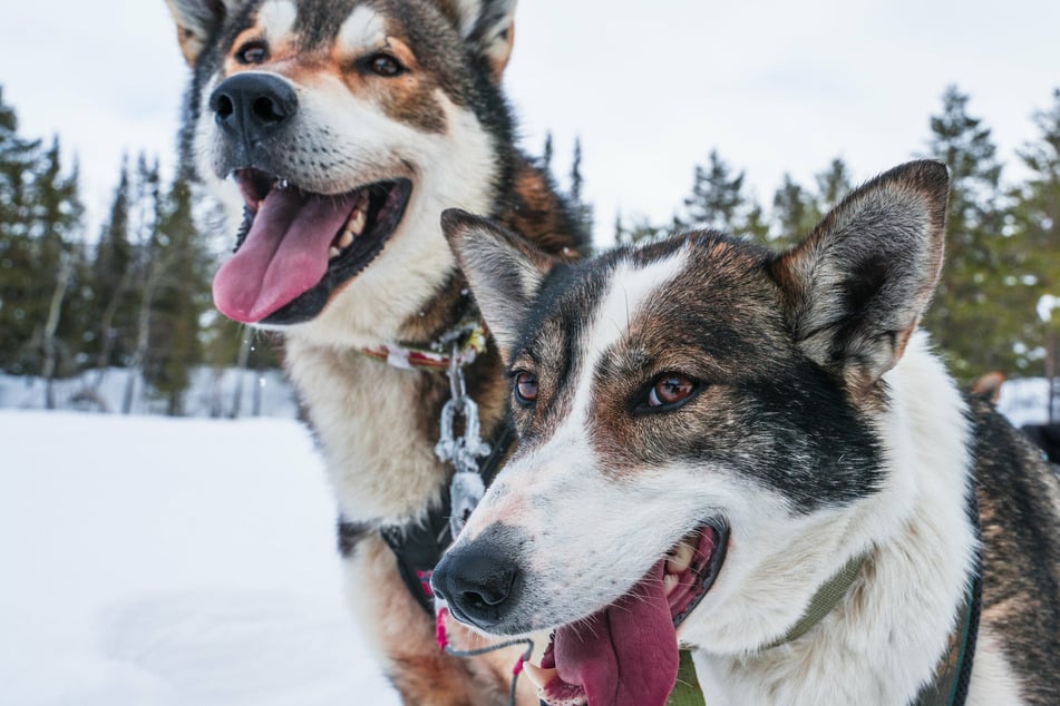 Sled Dog Races can come down to a dog's nose (stock image).