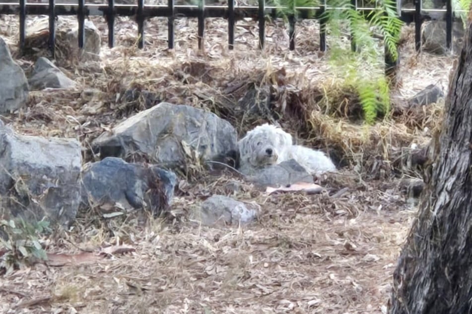 Einen Monat lang verharrten die beiden Hunde in dem Park.