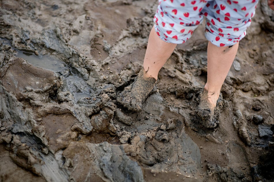 Der Meeresspiegel steigt ebenso wie die Temperatur der Nordsee. Diese Veränderungen am Wattenmeer haben starken Einfluss auf die vorhandenen Lebensräume mit Folgen für die Tierwelt. (Archivbild)