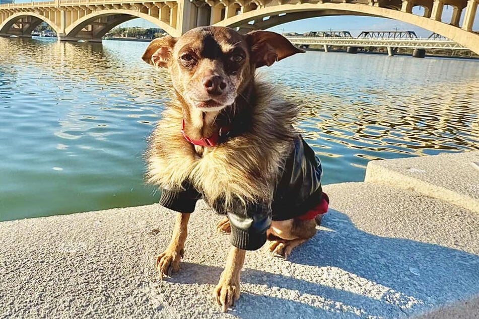 Der Hund Damian wurde nach acht Jahren wiedergefunden.