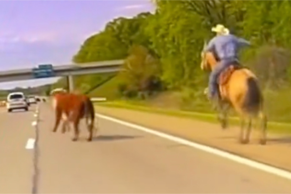 Lester the cow had no interest in being tied down, and led responders on a wild chase down the highway in Michigan.