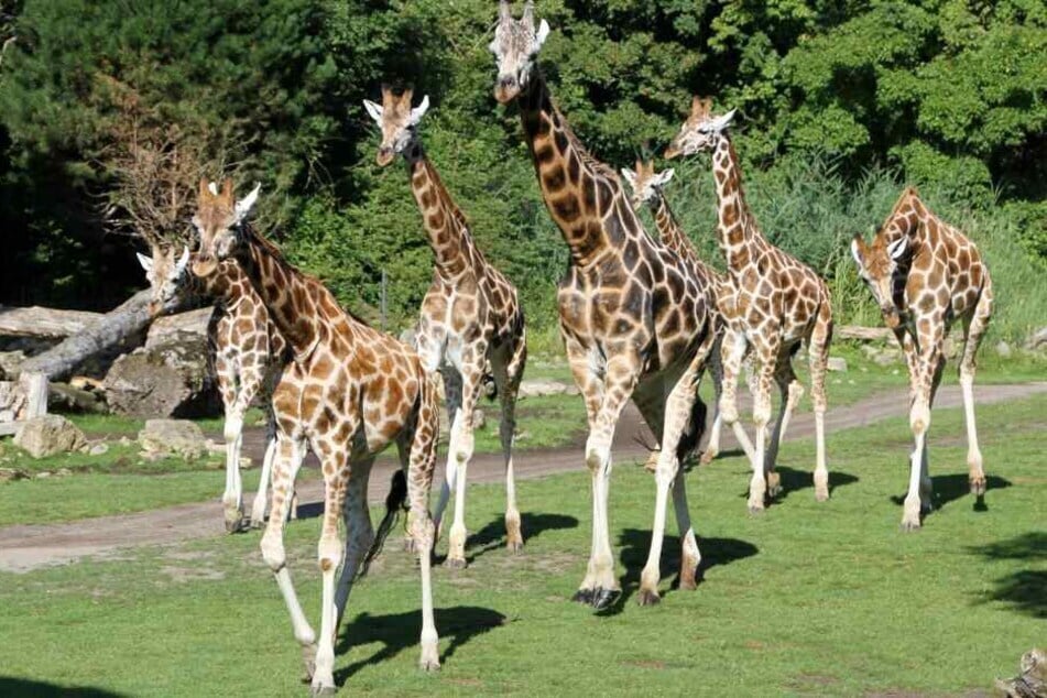 Sorge um Giraffen-Omi Gustl: "Hat halt diesen Knick im Hals"