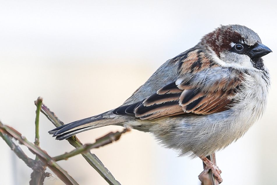 Milder Winter sorgt für Vögel-Armut in NRW-Gärten, dieser Piepmatz ist Spitze