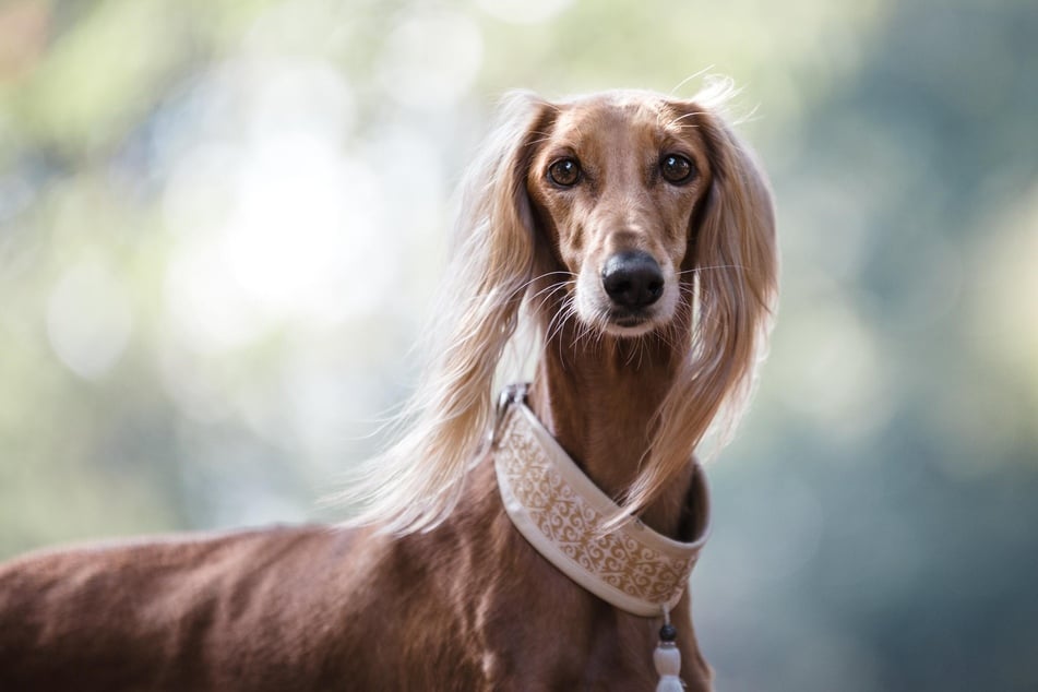 Salukis are also among the fastest dog breeds in the world.