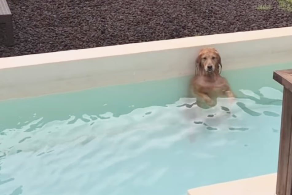 Golden Retriever ist ungewöhnlich ruhig: Als Besitzerin nach ihm sieht, traut sie ihren Augen nicht