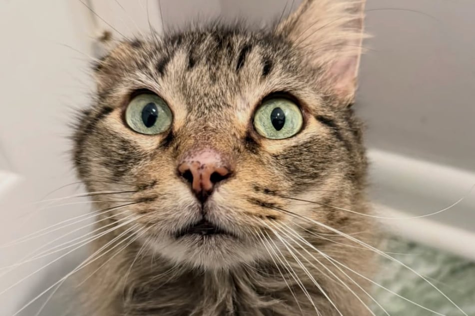 Kater Merlin lebte noch vor Kurzem auf der Straße.