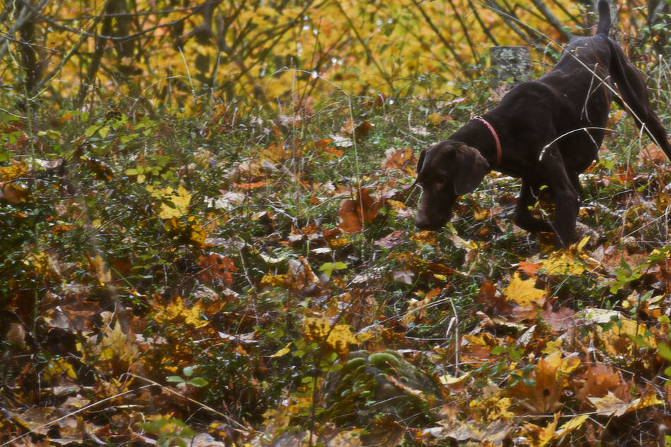 Frau sucht nach ihrem Hund und macht grausamen Horror-Fund im Wald