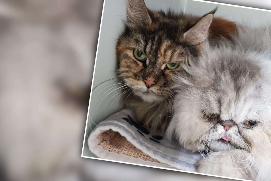"Bedauernswert": Tierheim muss ausbaden, was Besitzer mit diesen Katzen gemacht hat!