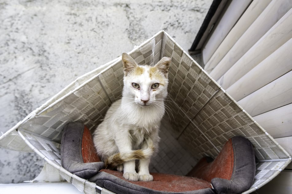 Sterbende Katzen fressen und trinken wenig, was ihren Zustand noch verschlechtert.