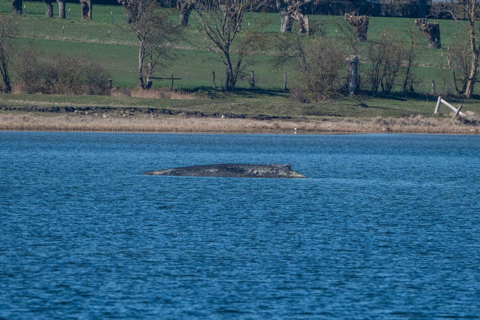 Der Buckelwal liegt noch immer gestrandet kurz vor der Insel Poel - weitere Rettungsversuche soll es nicht geben - das Tier werde nun in Ruhe gelassen.