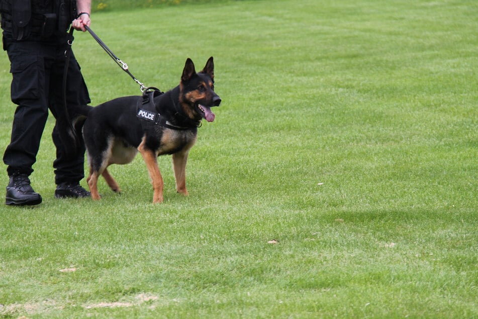 Ein Polizeihund hatte die Suchmannschaften zu einer Bergschlucht geführt, wo das Kind im Unterholz lag. (Symbolfoto)