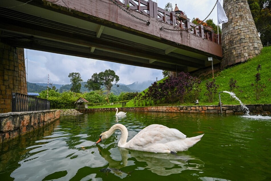Swans glide through the water in a pond in Colmar Tropicale.