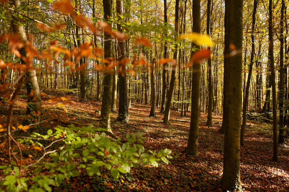 Den Sachsen steht ein sonniges Wochenende bevor.