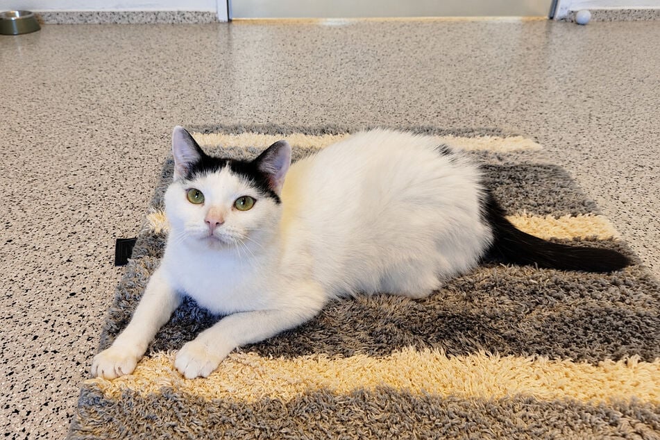 Katze Nala hofft auf Anschluss in einer Familie.