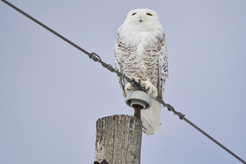 A snowy owl sits on a utility pole near Strathroy, Ontario, on February 24, 2026.