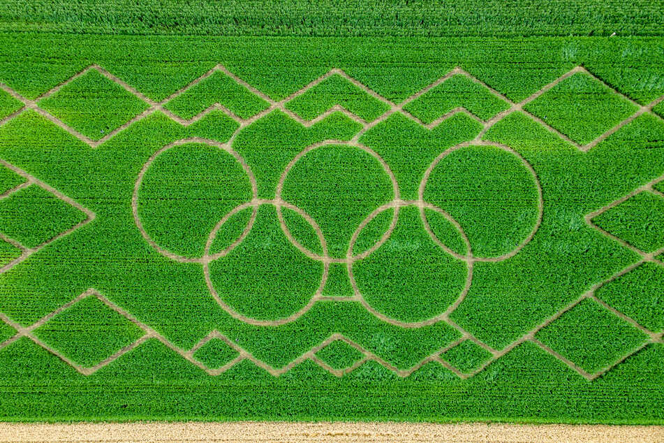 Die Olympischen Ringe sind im vier Hektar großen Maisfeld-Labyrinth am Ortsrand aus der Luft zu sehen.