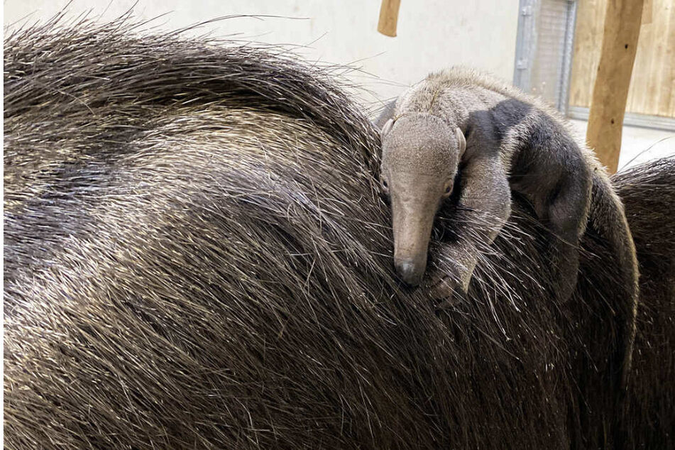 Kleine Klette: Niedliches Tier-Baby im Leipziger Zoo hält sich an seiner Mama fest