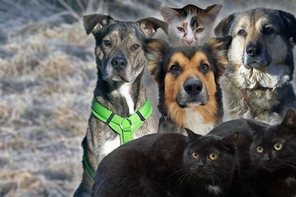 "Tierisch tierisch" unterwegs in Sachsen: Diese Vierbeiner suchen ein liebevolles Zuhause