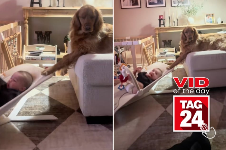 viral videos: Viral Video of the Day for January 12, 2026: This dog's babysitting skills are cracking up TikTok!