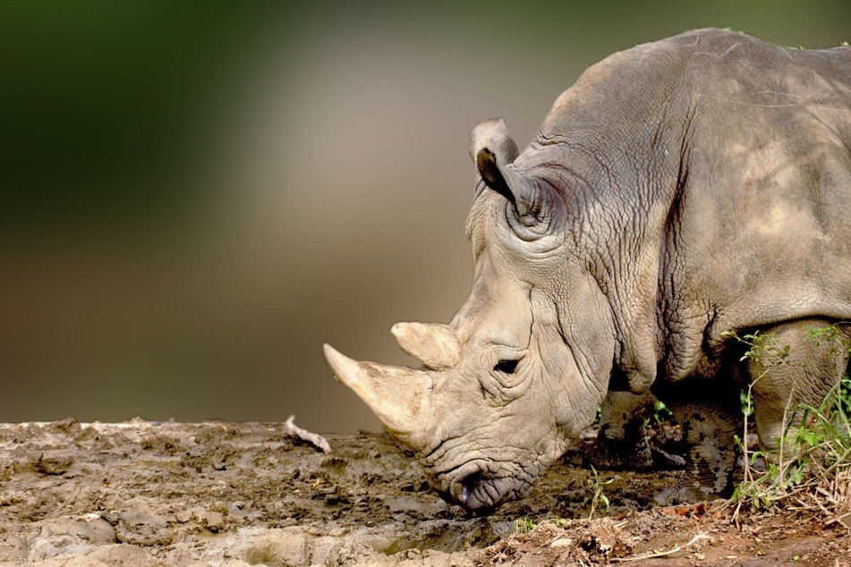 Scientists have found that rhinoceros horns are getting shorter, probably due to poaching (stock image).
