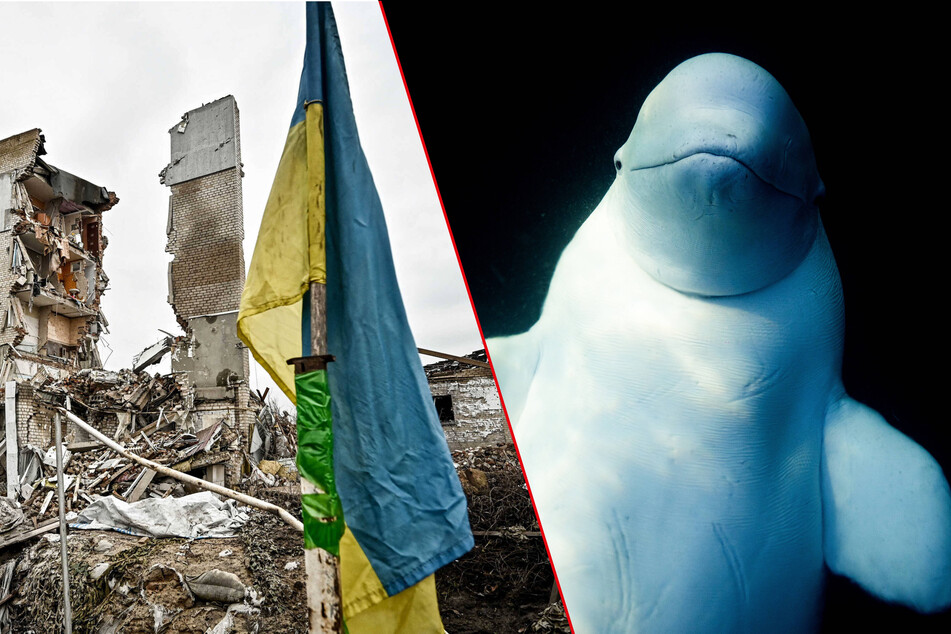 Amid the destruction of Kharkiv, two unlikely whales managed to escape.