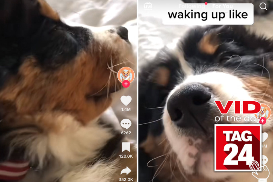 Today's Viral Video of the Day features an adorable snuggle-pup who just doesn't have the ability to wake up early in the morning!