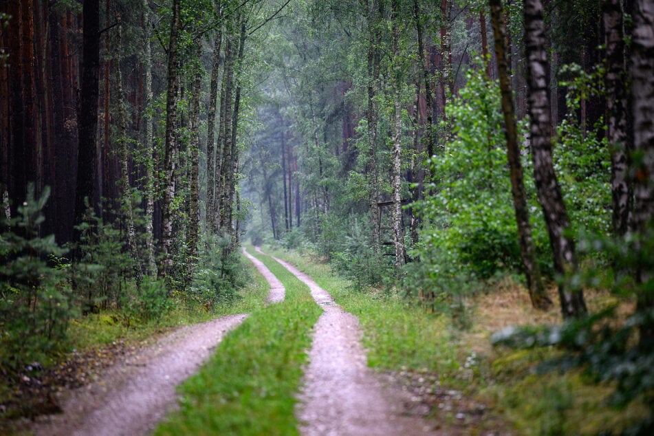 Eine Spaziergängerin entdeckte in einem Waldstück einen Rollator. (Symbolfoto)