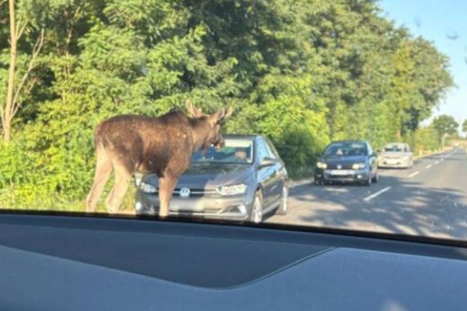 Mit seiner Masse und Statur kann das Wildtier bei einem Unfall erheblichen Schaden anrichten.