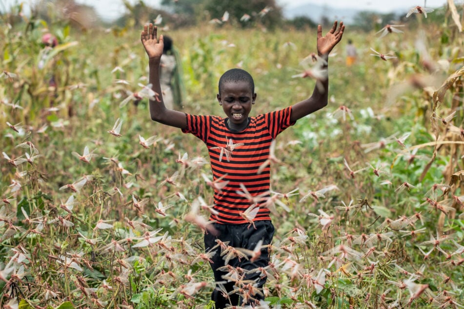 Kenia, Januar 2020: Der Sohn eines Bauern versucht einen Schwarm Wüstenheuschrecken von einem Feld zu vertreiben.
