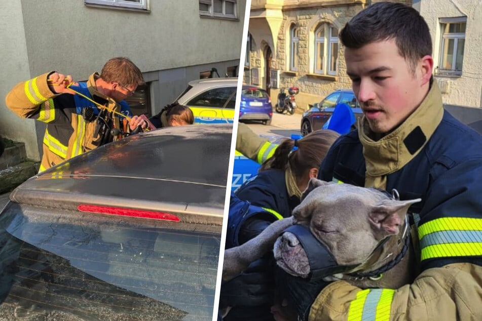Zitternder Hund sitzt in kaltem Auto fest: Feuerwehr Stuttgart eilt zur Rettung!