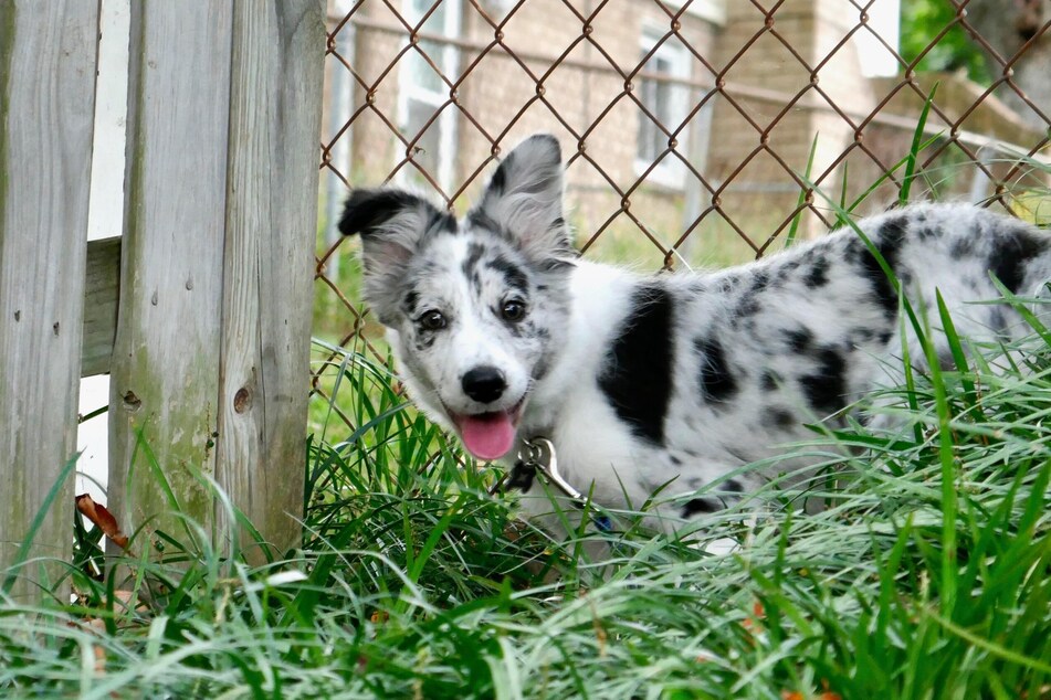 Blue merles generally have white and blue, black, or gray spots.