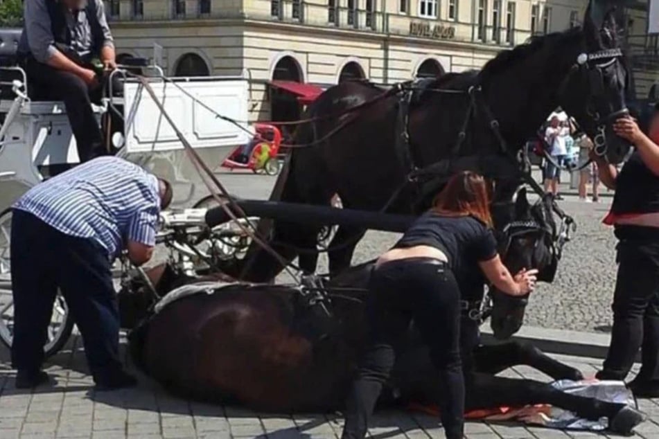 Die Tierschutzorganisation PETA kritisiert den "Friedenstreck" vehement.