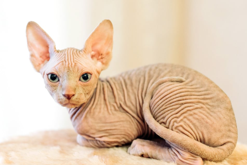The Sphinx is a world-famous, ancient cat. It's also naked.