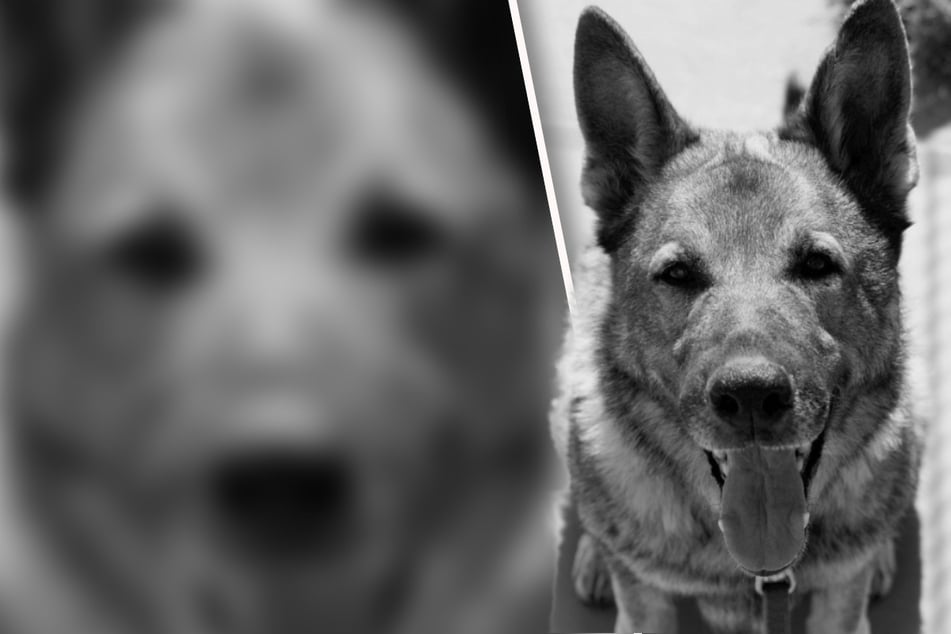 Trauer um besonderen Hund Ilas: "Tierheime sind kein guter Ort zum Sterben"