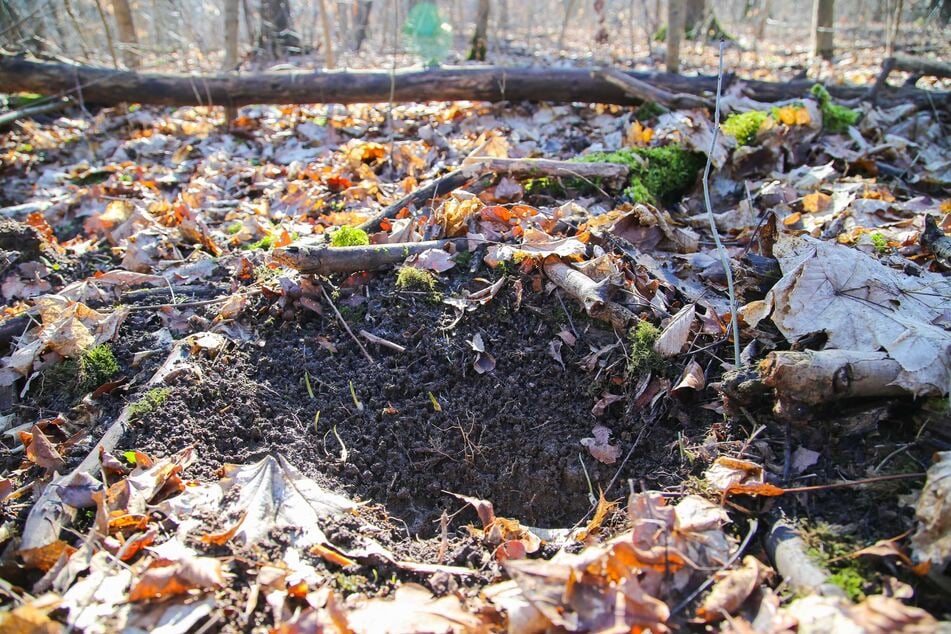 Doch es finden sich auch Löcher wie diese - hier wurden die Knollen ausgegraben.