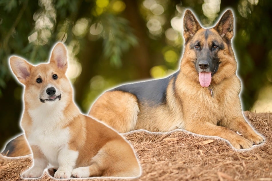 Corman Shepherd: Ihr Nachwuchs sieht aus wie ein Corgi im Schäferhund-Kostüm.